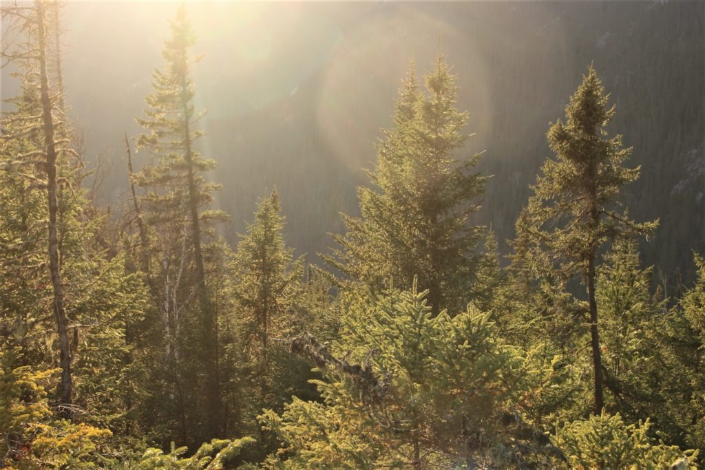 La Taïga ou de son autre nom Forêt Boréale